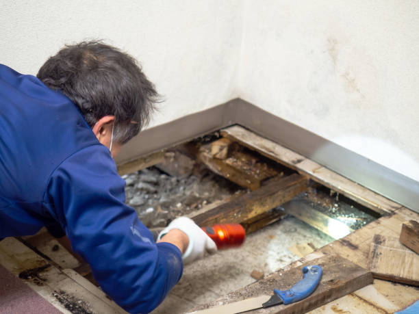 Best Best Mold Removal Companies  in Jamestown West, NY