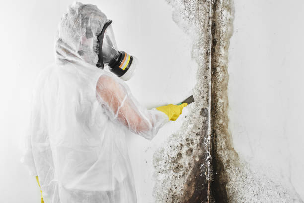 Best Mold Damage Repair  in Jamestown West, NY