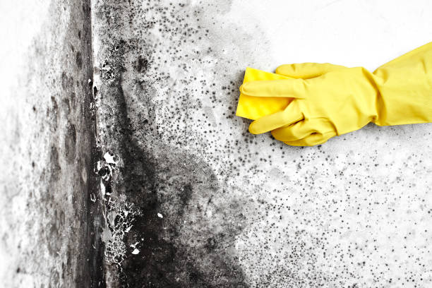 Best Affordable Mold Removal  in Jamestown West, NY