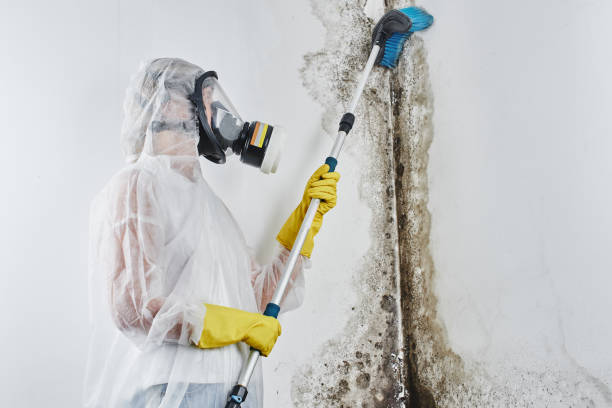 Best Best Mold Removal Companies  in Jamestown West, NY