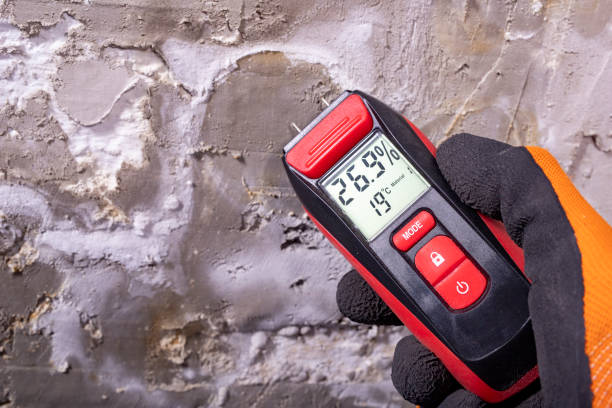 Best Same-Day Mold Removal  in Jamestown West, NY