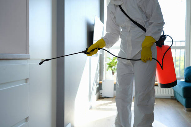 Best Mold Removal Company Near Me  in Jamestown West, NY