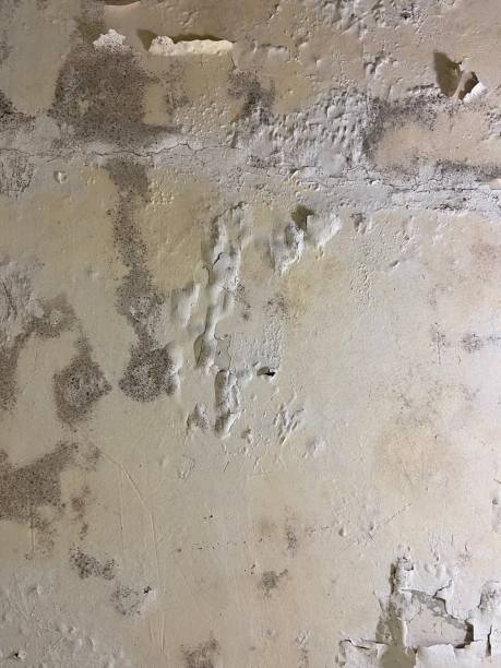Mold Removal and Inspection in Jamestown West, NY