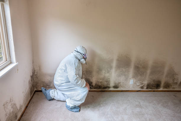 Best Professional Mold Removal  in Jamestown West, NY